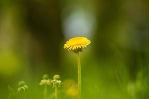 fiore di tarassaco solitario su sfondo verde foto