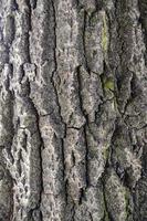 corteccia d'albero strutturato foto