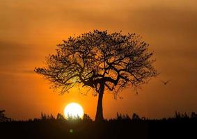 alberi in natura con splendidi tramonti. concetto di vista del tramonto foto