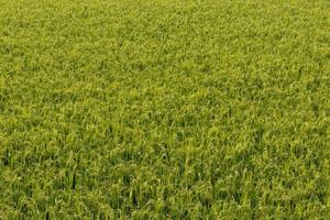 sfondo verde campo di riso. foto