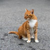 gatto giallo seduto per strada. foto