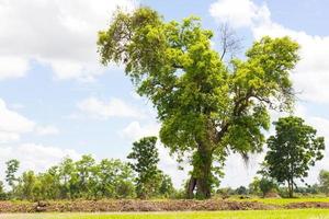 grandi alberi sempreverdi. foto