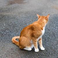 gatto giallo che guarda indietro. foto