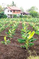 linea di banane con casa. foto