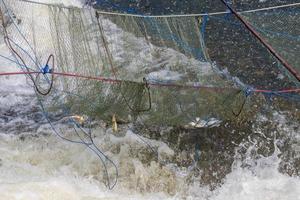 pesce d'acqua dolce nella rete sopra l'acqua che scorre. foto