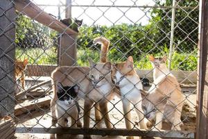 i gatti sono retroilluminati in una gabbia. foto