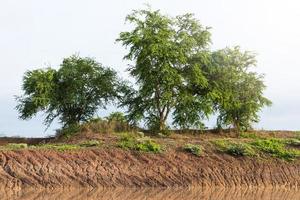 albero con canale costiero del suolo. foto