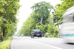 grandi alberi lungo la strada. foto