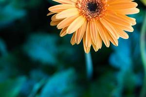 gerbera metà arancione. foto