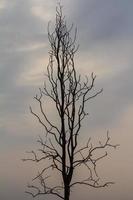 silhouette alberi spogli. foto