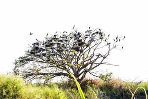 cicogna openbill con albero secco. foto