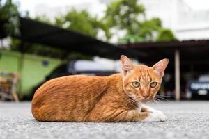 gatto giallo sdraiato a fissare. foto