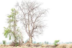 gli alberi spogli muoiono. foto