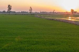 campo di riso verde con luce arancione dal tramonto.