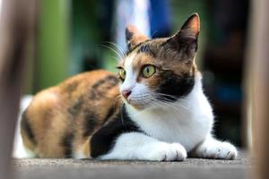 primo piano del gatto a tre colori che fissa il lato. foto