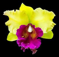 orchidea cattleya viola e gialla. foto