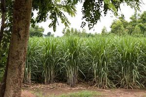 piantare alberi di canna da zucchero. foto