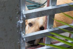 il labrador guardò attraverso la barricata. foto