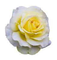 isolare il bianco con una rosa gialla. foto