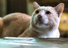 fissando la faccia del gatto del primo piano. foto