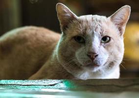 fissando la faccia del gatto del primo piano. foto