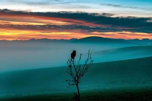 solitudine del gufo foto