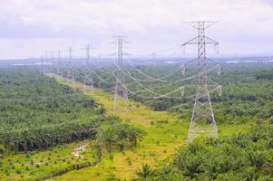 pali per linee elettriche ad alta tensione attraverso giardini agricoli foto