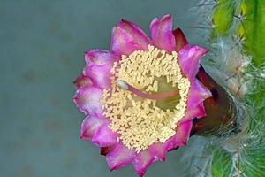 rosa e giallo, fiore di cactus foto