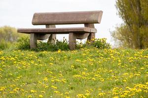 panca con denti di leone nel parco foto