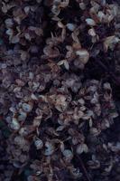 foto floreale di arte scura lunatica con piccoli fiori secchi di ortensia su oscurità
