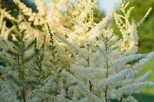 bellissimo cespuglio di fiori astilbe con soffici pannocchie bianche foto