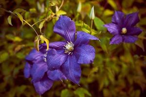 fiori lunatici di clematide, grandi boccioli viola su sfondo verde scuro foto