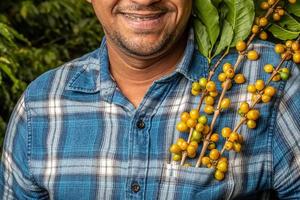 bacche di caffè arabica nella tasca del contadino. concetto di raccolta e vendita del caffè. prezzo del sacchetto di caffè. la stagione del raccolto. produzione di caffè biologico. soldi in tasca. oro verde. brasiliano. Tailandia. foto