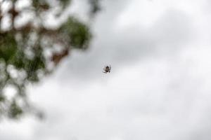 migliaia di ragni sull'albero. foto