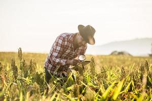 l'agronomo tiene la compressa e la lente d'ingrandimento nel campo di mais ed esamina le colture prima della raccolta. concetto di agroalimentare. fattoria brasiliana. foto