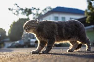 vista ravvicinata bassa un simpatico gatto tailandese a strisce grigie shaggy in piedi. foto