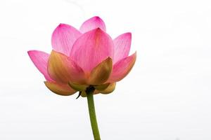 vista ravvicinata isolata di grandi fiori di loto rosa petalo che germogliano e fioriscono magnificamente. foto