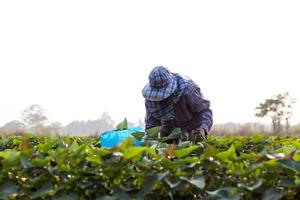 gli agricoltori tailandesi tengono foglie di patate dolci. foto