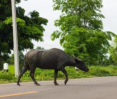 bufalo è stato rimorchiato dall'altra parte della strada. foto