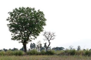 alberi verdi e morti con erba. foto