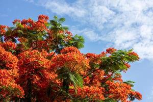 flamboyant, l'albero delle fiamme, poinciana reale. foto