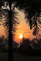 silhouette palma e sole sorgere nel giardino. foto