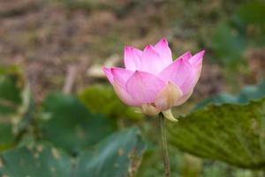 una vista ravvicinata di grandi fiori di loto rosa che sbocciano magnificamente con foglie verdi sfocate. foto