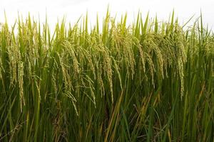 vista ravvicinata campo di riso basso. foto