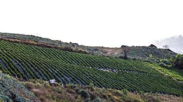 azienda agricola di fragole in collina. foto