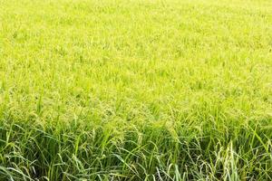 sfondo chiaro raccolto di riso attende. foto