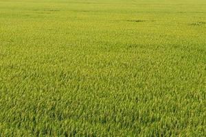 sfondo molti chicchi di riso verde. foto