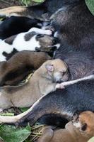 vicino ad allattare cuccioli addormentati. foto