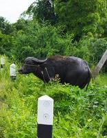 erba da masticare di bufalo nero lungo la strada. foto