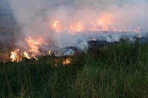 le fiamme bruciavano l'erba. foto